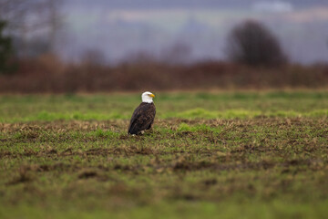 Portrait of majestic American bald eagle bird standing in rainy grassy field on a farm in Pacific Northwest USA