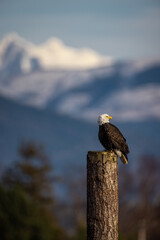 Portrait of majestic American bald eagle bird perched in front of snowy mountain background and blue sky in Pacific Northwest USA