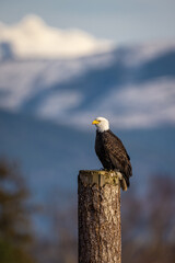 Portrait of majestic American bald eagle bird perched in front of snowy mountain background and...