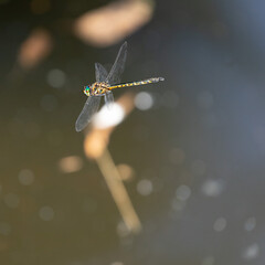 Dragon fly in full flight over a pond 