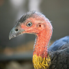 Wild turkey big glaring eyes and red neck in a sydney park