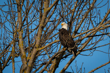 Portrait of majestic American bald eagle bird perched tree branches in front of blue sky in Pacific Northwest USA