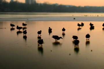 winter, lake, water, ice, duck, ducks, sunset, sunrise, fishing, hunting, silhouette, 
зима, озеро, вода, лед, утка, утки,закат солнца, восход солнца, рыбалка, охота,силуэт