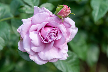 Magenta rose flower on background blurry  in the garden of flowers. Nature.