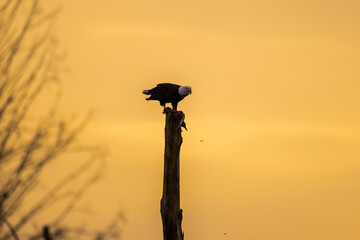 Majestic American bald eagle bird perched on a tree eating carcass of bird during sunrise or sunset in Pacific Northwest USA