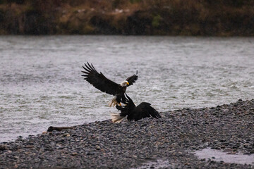 Multiple majestic American bald eagle birds fighting over carcass of salmon fish at a rocky river in Pacific Northwest USA