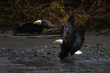 Multiple majestic American bald eagle birds fighting over carcass of salmon fish at a rocky river in Pacific Northwest USA