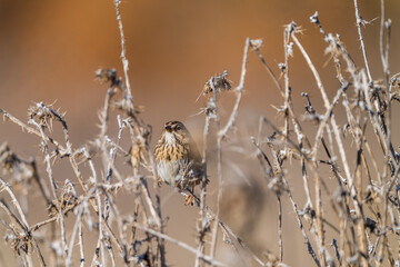 sparrow on a branch