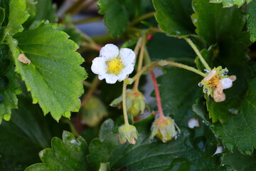 Fresh strawberries that are grown in garden ,close up strawberry, selective focus.	