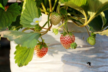 Fresh strawberries that are grown in garden ,close up strawberry, selective focus.	