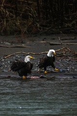 Two majestic American bald eagle birds eating salmon fish at a rocky river in rainy Pacific Northwest USA