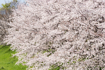 満開の桜の花