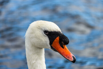 Obraz premium Portrait of a white swan in water