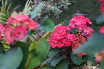 Euphorbia milii Desmoul flower