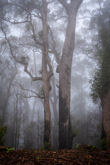 Trees in misty woodland