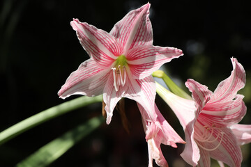 Hippeastrum johnsonii Bury flower