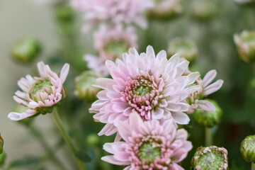 Florist Chrysanthemum flower