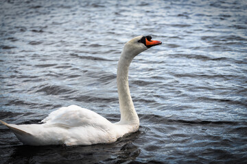 Portrait of a white swan in water