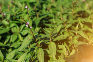 Vietnamese coriander flower