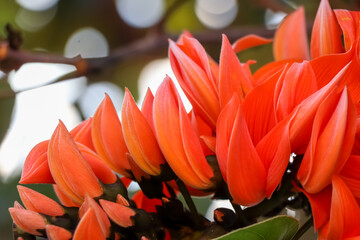 Butea monosperma flower