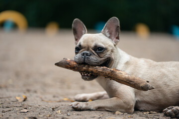 young cute french bulldog dog play with wooden stick in park