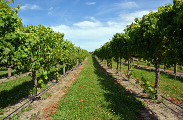 Fototapeta na wymiar Chardonnay Grape Vines in the Wairau Valley, Marlborough.