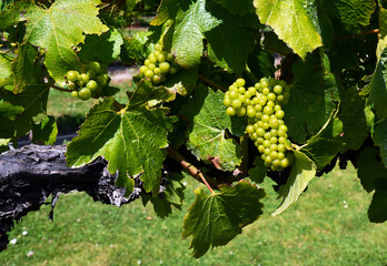 Closeup of Chardonnay Grapes in Marlborough - Mid Summer.
