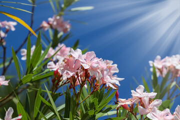 white Nerium oleander