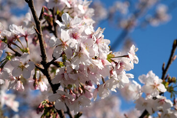 青空の下で玉縄桜が満開な日本の春の風景（日本の大船フラワーセンター）