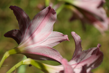 Hippeastrum johnsonii Bury flower