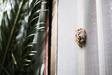 カマキリのタマゴ