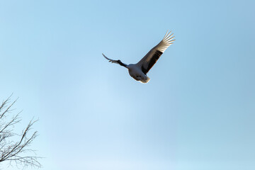 北海道　阿寒郡鶴居村のタンチョウ鶴