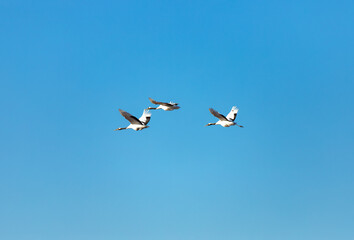 北海道　阿寒郡鶴居村のタンチョウ鶴