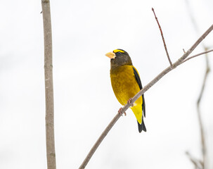 Male Evening Grosbeak Sitting on Tree Branch in Winter