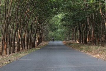 path in the forest