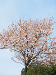 日本の桜の風景