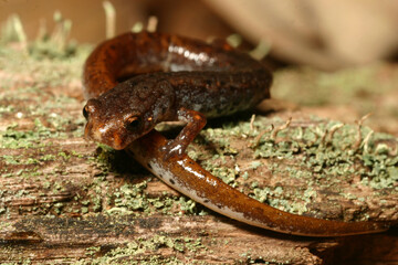 Four-toed salamander (Hemidactylium scutatum) curled up on a mossy log.