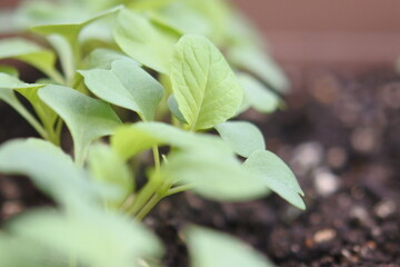 A row of sprouts of Japanese mustard spinach on a culture soil in a container.