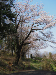 日本の桜の風景