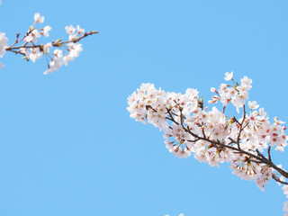 日本の桜の風景 © manbo-photo