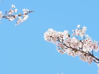 Foto op Canvas 日本の桜の風景 © manbo-photo