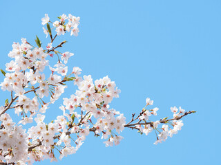 日本の桜の風景