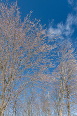 Frost covered trees in bright blue sky portrait