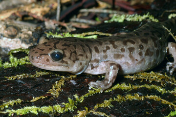 Close-up view of a Coastal Giant Salamander (Dicamptodon tenebrosus). 