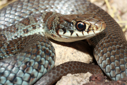 Close-up of the head of a Blue Racer snake (Coluber constrictor foxii).  This individual is developing the adult blue coloration, but still has some of its juvenile spotted pattern. 