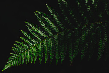 Fern leaf on a black background. Minimalist photo of fern.
