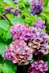 赤紫色のアジサイ
