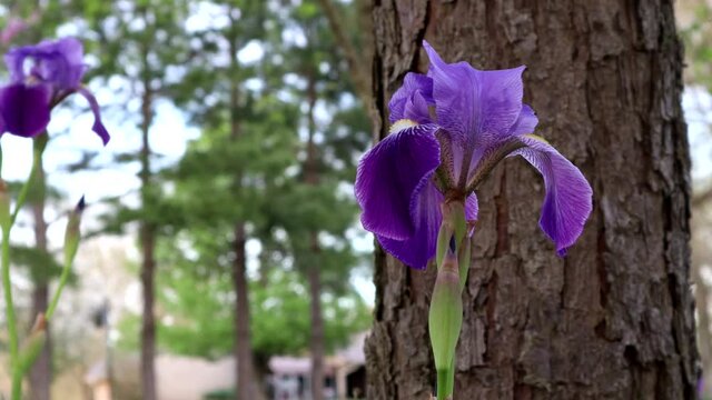 A lone springtime purple iris with a bokeh background