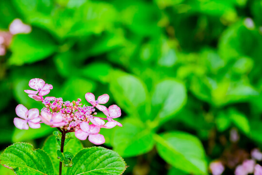 4 611 Best 赤紫 Images Stock Photos Vectors Adobe Stock 4 611 Best 赤紫 Images Stock Photos Vectors Adobe Stock