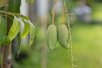 Mango Barracuda on the tree.